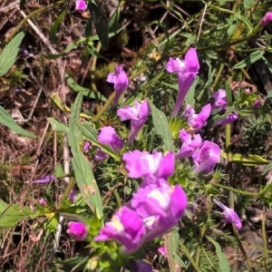 Photographie n°2240919 du taxon Galeopsis ladanum L. [1753]