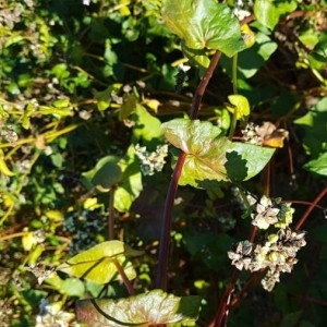 Photographie n°2240940 du taxon Fagopyrum esculentum Moench [1794]
