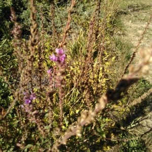 Photographie n°2240950 du taxon Lythrum salicaria L. [1753]