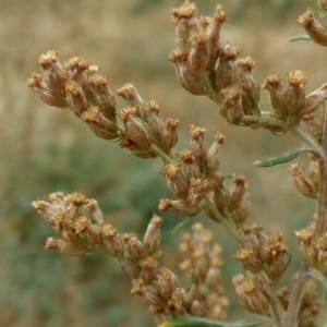 Photographie n°2240965 du taxon Artemisia vulgaris L. [1753]