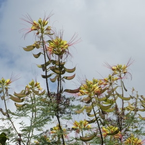 Photographie n°2240976 du taxon Caesalpinia gilliesii (Wall. ex Hook.) D.Dietr. [1840]