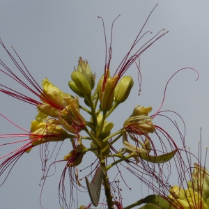 Photographie n°2240977 du taxon Caesalpinia gilliesii (Wall. ex Hook.) D.Dietr. [1840]