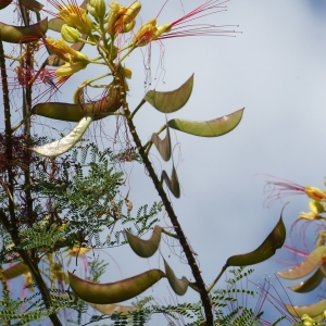 Photographie n°2240978 du taxon Caesalpinia gilliesii (Wall. ex Hook.) D.Dietr. [1840]