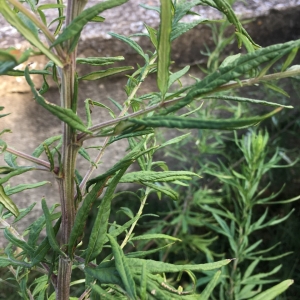 Photographie n°2240983 du taxon Artemisia vulgaris L. [1753]