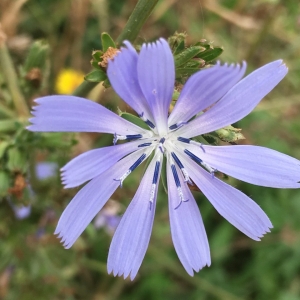 Photographie n°2240987 du taxon Cichorium intybus L. [1753]