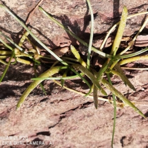 Photographie n°2240988 du taxon Littorella uniflora (L.) Asch. [1864]