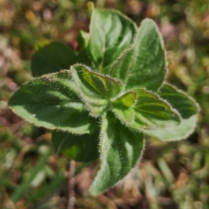 Photographie n°2240993 du taxon Mentha pulegium L. [1753]