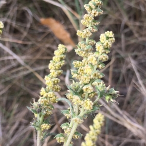 Photographie n°2240994 du taxon Ambrosia artemisiifolia L. [1753]