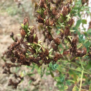 Photographie n°2241002 du taxon Hypericum perforatum L. [1753]