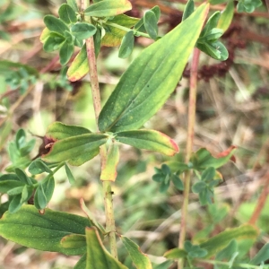 Photographie n°2241003 du taxon Hypericum perforatum L. [1753]