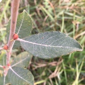 Photographie n°2241006 du taxon Salix cinerea L. [1753]