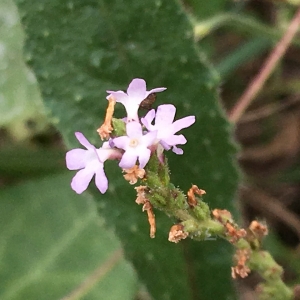 Photographie n°2241009 du taxon Verbena officinalis L. [1753]