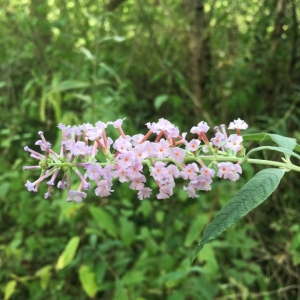 Photographie n°2241022 du taxon Buddleja davidii Franch. [1887]