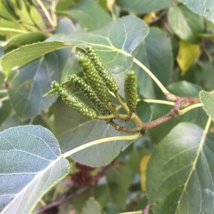 Photographie n°2241034 du taxon Alnus cordata (Loisel.) Duby [1828]