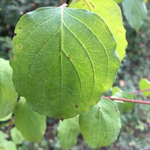 Photographie n°2241055 du taxon Cornus sanguinea L. [1753]