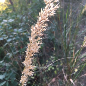 Photographie n°2241059 du taxon Calamagrostis epigejos (L.) Roth [1788]