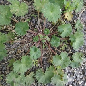 Photographie n°2241078 du taxon Geranium molle L. [1753]