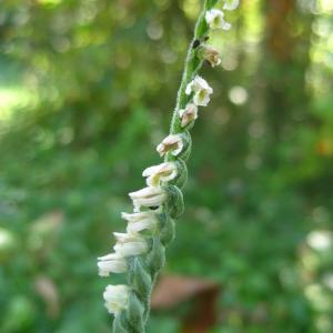 Photographie n°2241080 du taxon Spiranthes spiralis (L.) Chevall. [1827]