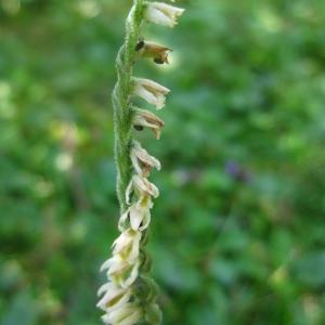 Photographie n°2241081 du taxon Spiranthes spiralis (L.) Chevall. [1827]