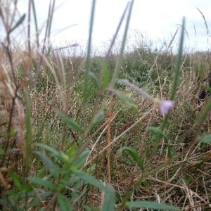 Photographie n°2241112 du taxon Epilobium ciliatum Raf. [1808]