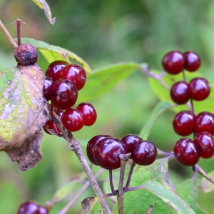Photographie n°2241130 du taxon Lonicera xylosteum L. [1753]