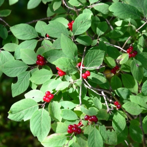 Photographie n°2241132 du taxon Lonicera xylosteum L. [1753]