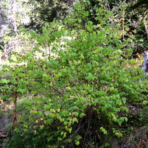 Photographie n°2241133 du taxon Lonicera xylosteum L. [1753]