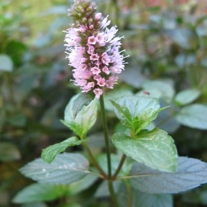 Photographie n°2241176 du taxon Mentha x piperita L. [1753]