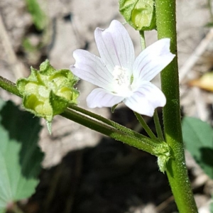 Photographie n°2241227 du taxon Malva pusilla Sm. [1795]