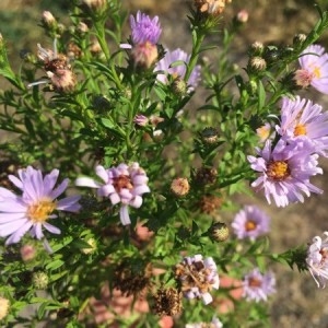 Photographie n°2241240 du taxon Symphyotrichum novi-belgii (L.) G.L.Nesom [1995]