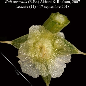  - Kali australis (R.Br.) Akhani & E.H.Roalson [2007]