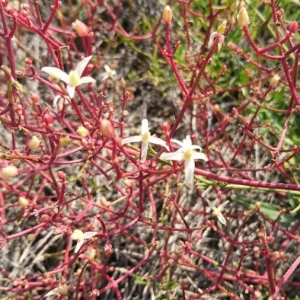 Photographie n°2241277 du taxon Clematis recta L. [1753]