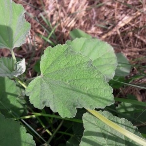 Photographie n°2241332 du taxon Althaea officinalis L.