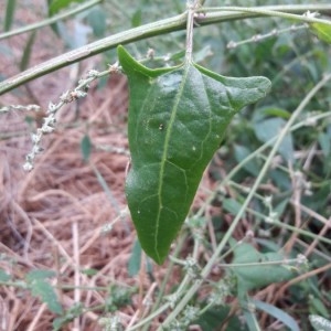 Photographie n°2241333 du taxon Atriplex prostrata Boucher ex DC. [1805]