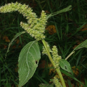 Photographie n°2241356 du taxon Amaranthus hybridus L. [1753]