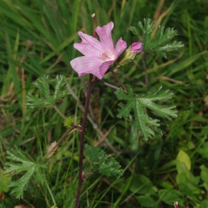 Photographie n°2241368 du taxon Malva moschata L. [1753]