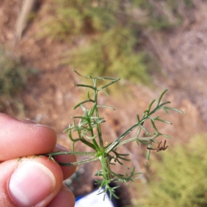 Photographie n°2241370 du taxon Artemisia campestris L. [1753]
