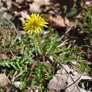 Photographie n°2241377 du taxon Taraxacum F.H.Wigg. [1780]