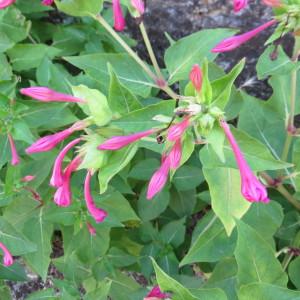 Photographie n°2241387 du taxon Mirabilis jalapa L. [1753]