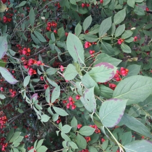 Photographie n°2241392 du taxon Euonymus europaeus L. [1753]