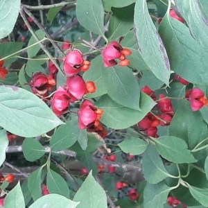 Photographie n°2241394 du taxon Euonymus europaeus L. [1753]