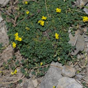 Photographie n°2241436 du taxon Medicago suffruticosa Ramond ex DC.