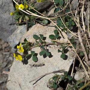 Photographie n°2241437 du taxon Medicago suffruticosa Ramond ex DC.