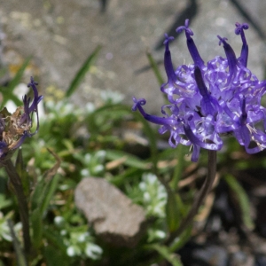 Photographie n°2241475 du taxon Phyteuma hemisphaericum L.