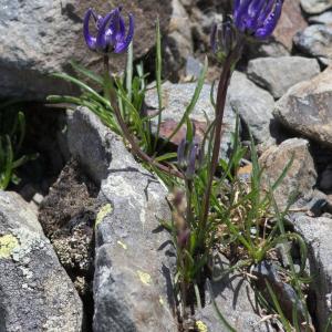 Photographie n°2241477 du taxon Phyteuma hemisphaericum L.