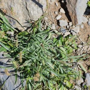 Photographie n°2241488 du taxon Plantago maritima subsp. serpentina (All.) Arcang. [1882]