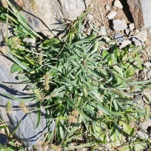 Photographie n°2241489 du taxon Plantago maritima subsp. serpentina (All.) Arcang. [1882]