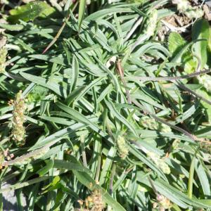 Photographie n°2241490 du taxon Plantago maritima subsp. serpentina (All.) Arcang. [1882]