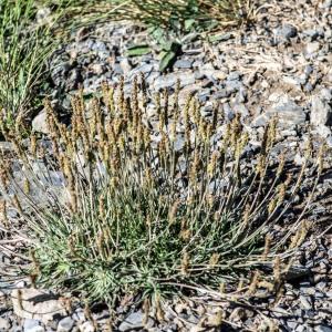 Photographie n°2241491 du taxon Plantago maritima subsp. serpentina (All.) Arcang. [1882]