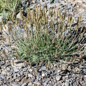 Photographie n°2241492 du taxon Plantago maritima subsp. serpentina (All.) Arcang. [1882]